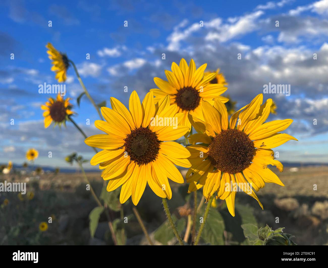 Wild sunflowers growing along the side of a New Mexico byway Stock Photo