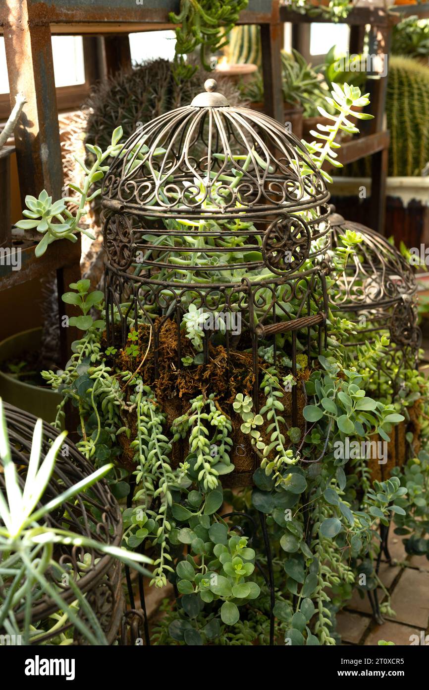 Succulent houseplants growing in antique bird cages Stock Photo - Alamy