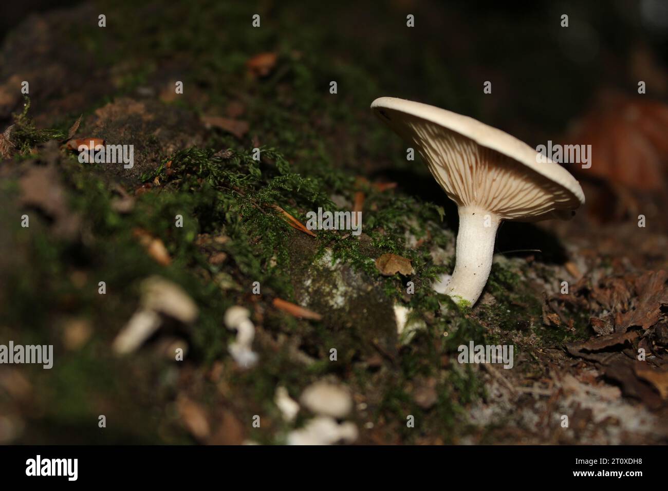 Fleecy Milkcap (Lactarius vellereus) in British woodland, moss Stock Photo