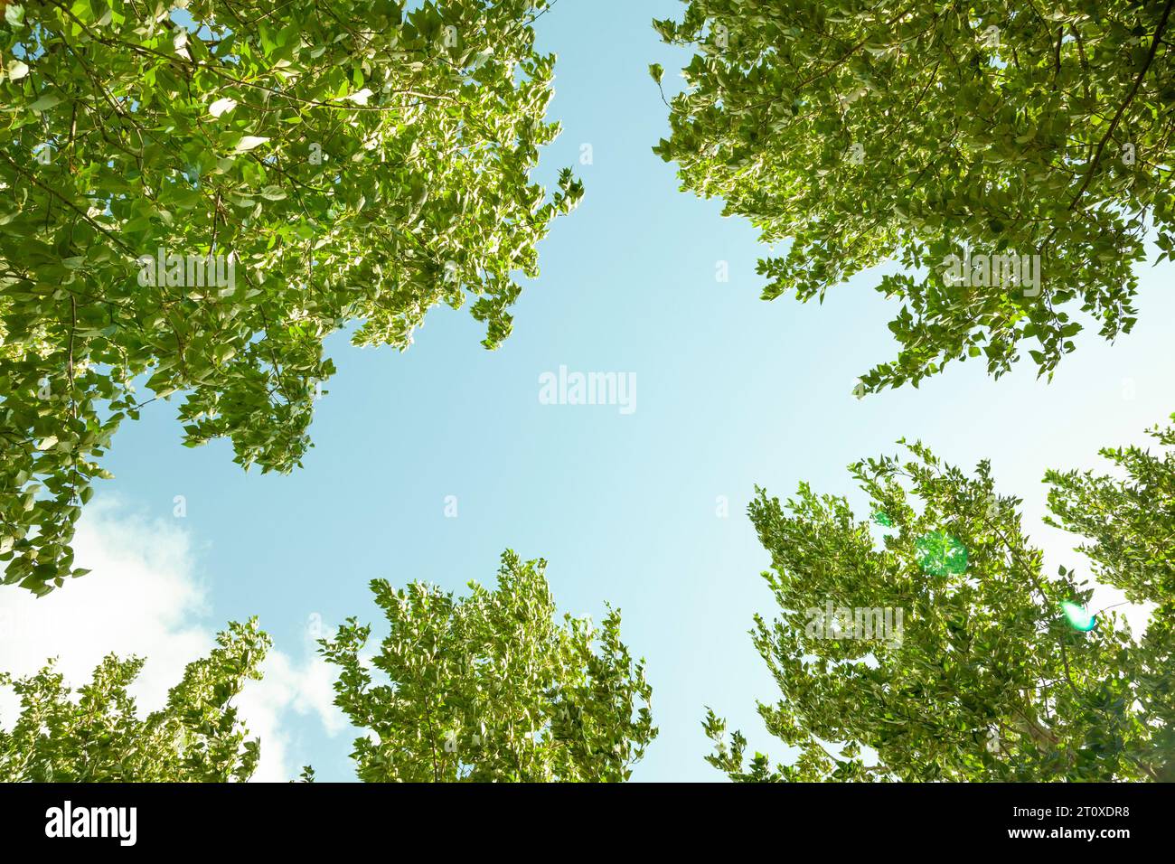 Canopy of downy birch trees with green leaves, low angle view against pale blue sky Stock Photo