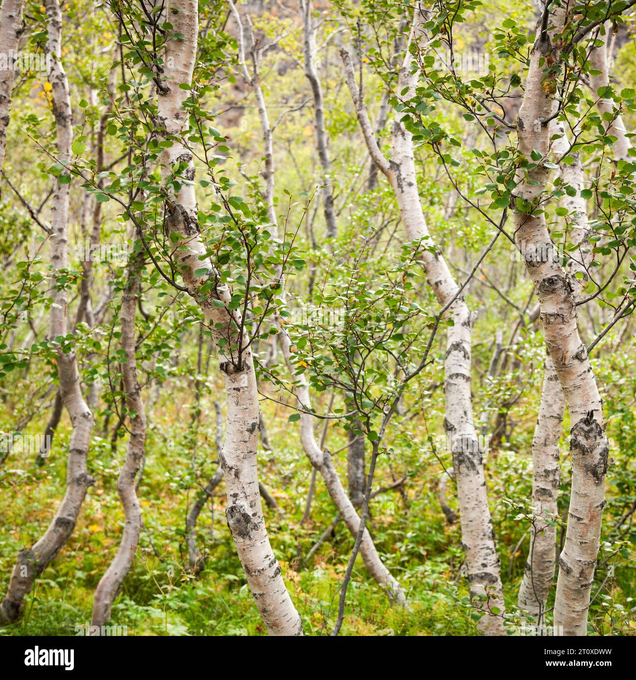 Thin downy birch trees in summer, Asbyrgi, Iceland Stock Photo