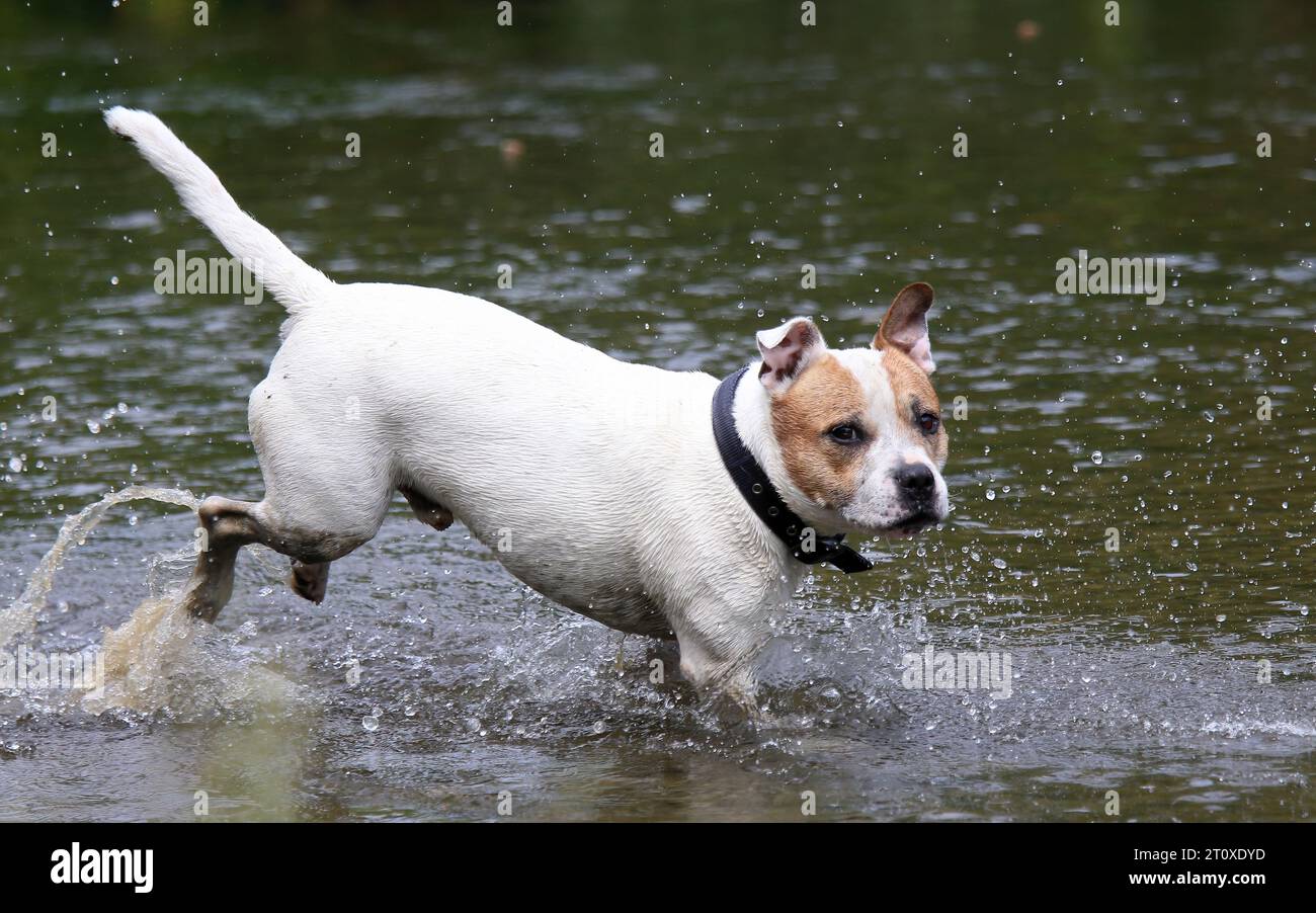 Staffordshire Bull Terrier dog playing in the river Stock Photo