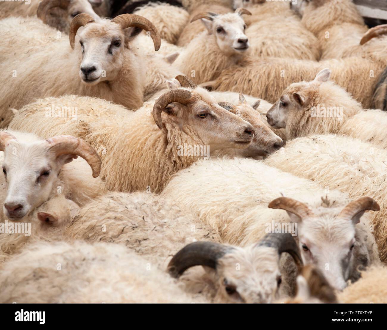 Flock of Icelandic sheep in pen, Hunaver, Iceland Stock Photo