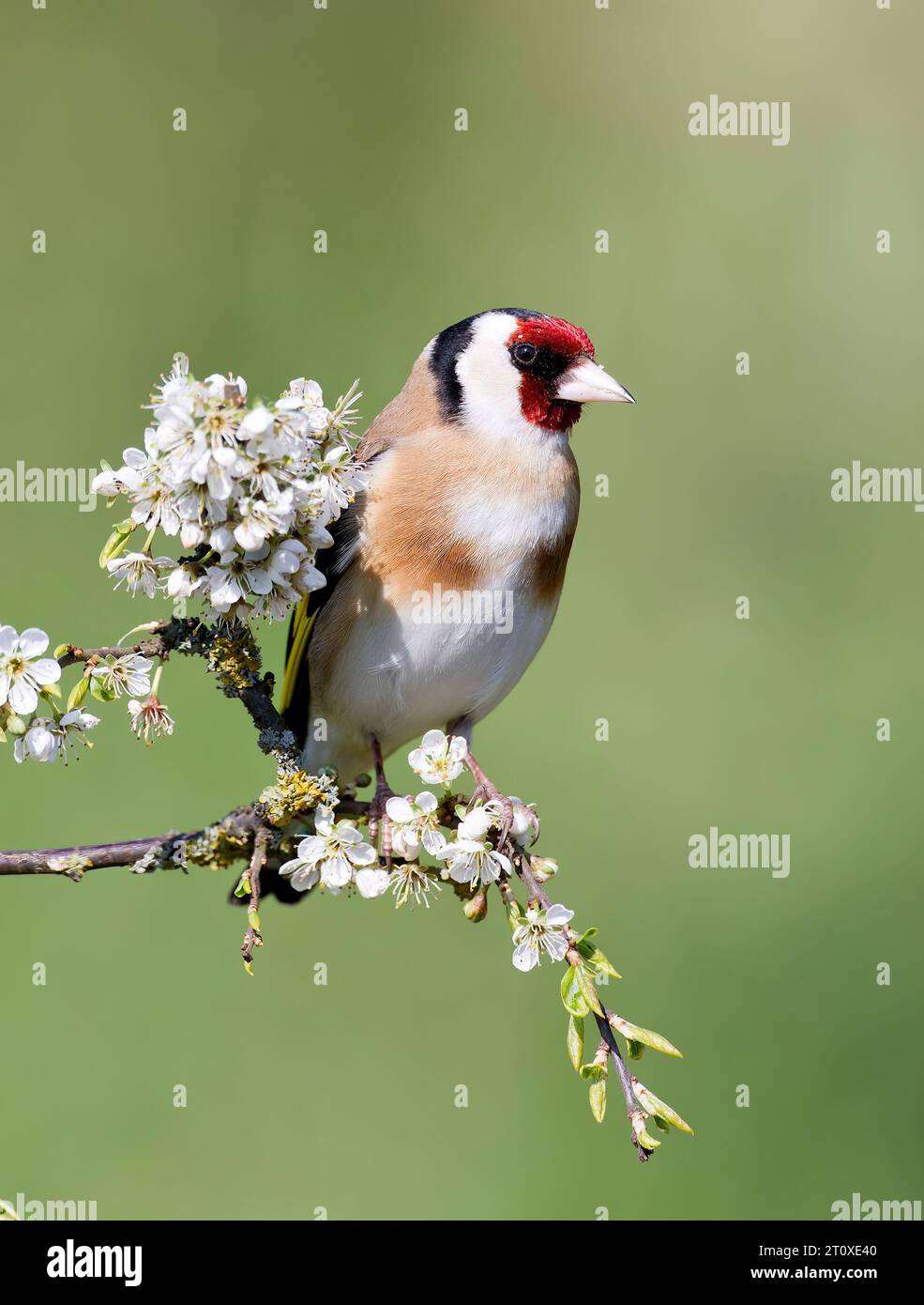 Goldfinch Carduelis Carduelis, perched in a garden Stock Photo