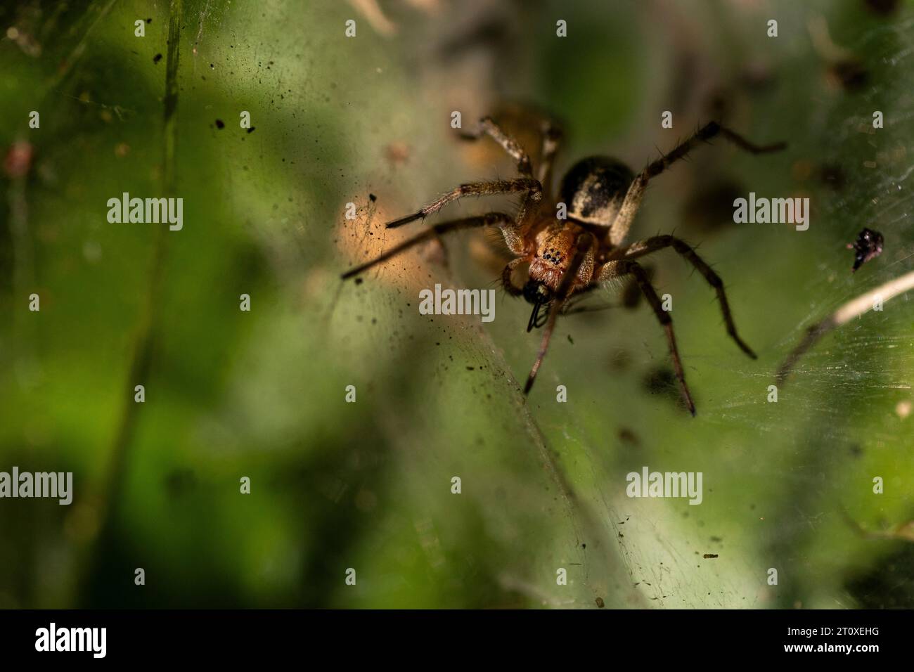Spider on web on green background Stock Photo