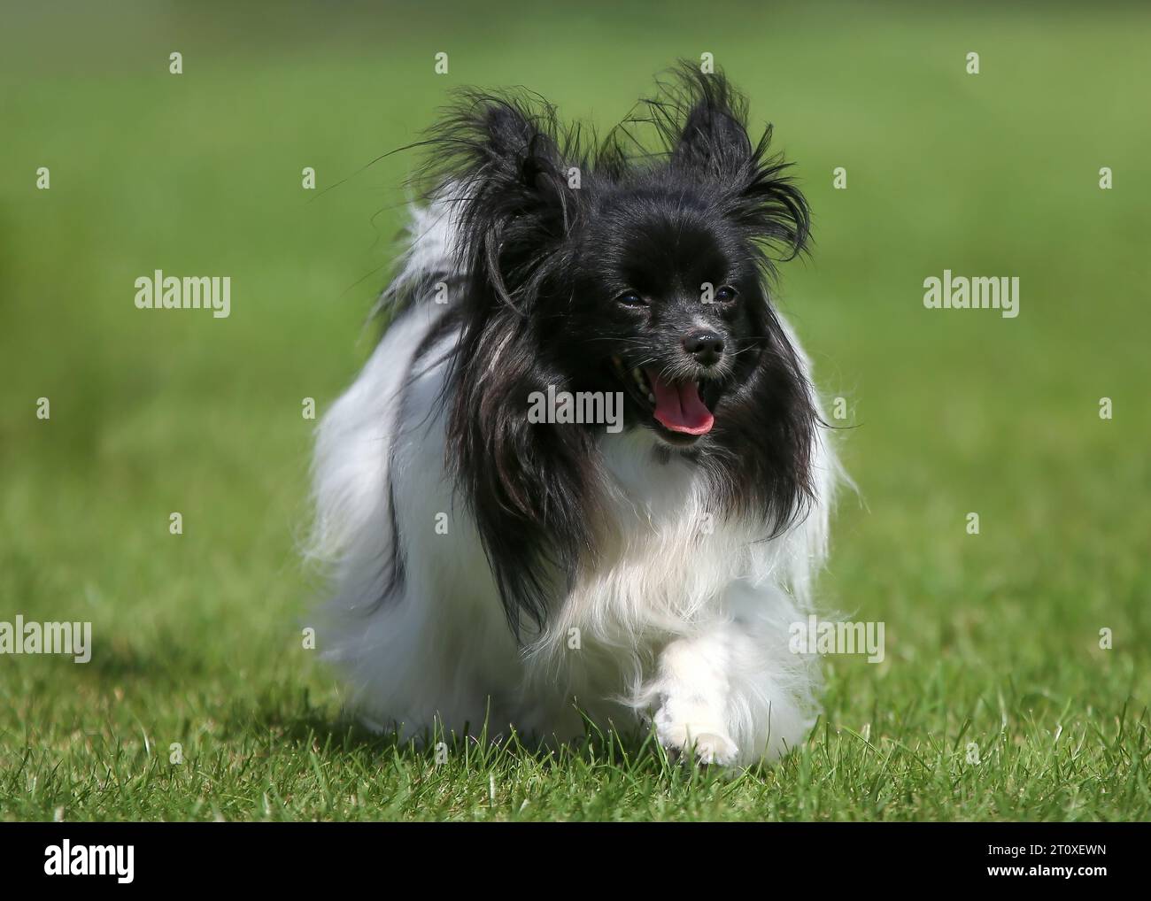 Black and white Papillon moving on grass Stock Photo