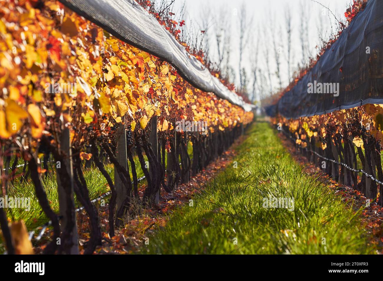 Views of vineyards in the department of San Carlos, province of Mendoza. Stock Photo