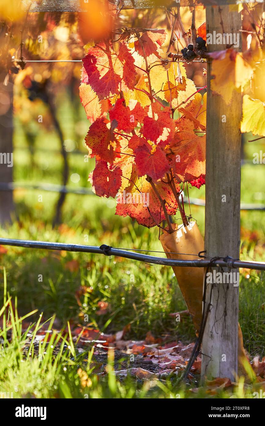 Views of vineyards in the department of San Carlos, province of Mendoza. Stock Photo