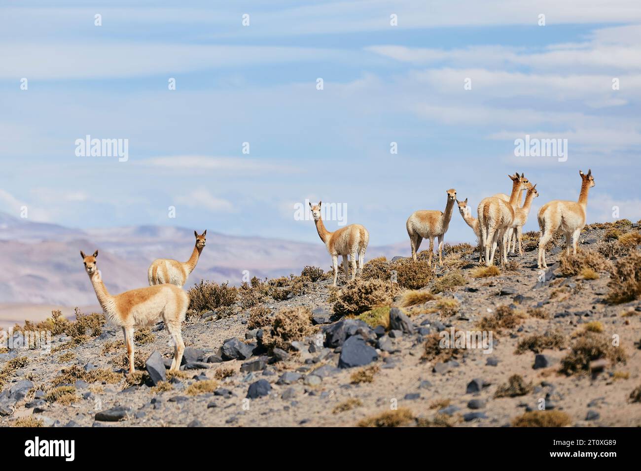Las vicuñas siempre se movilizan en grupos Stock Photo