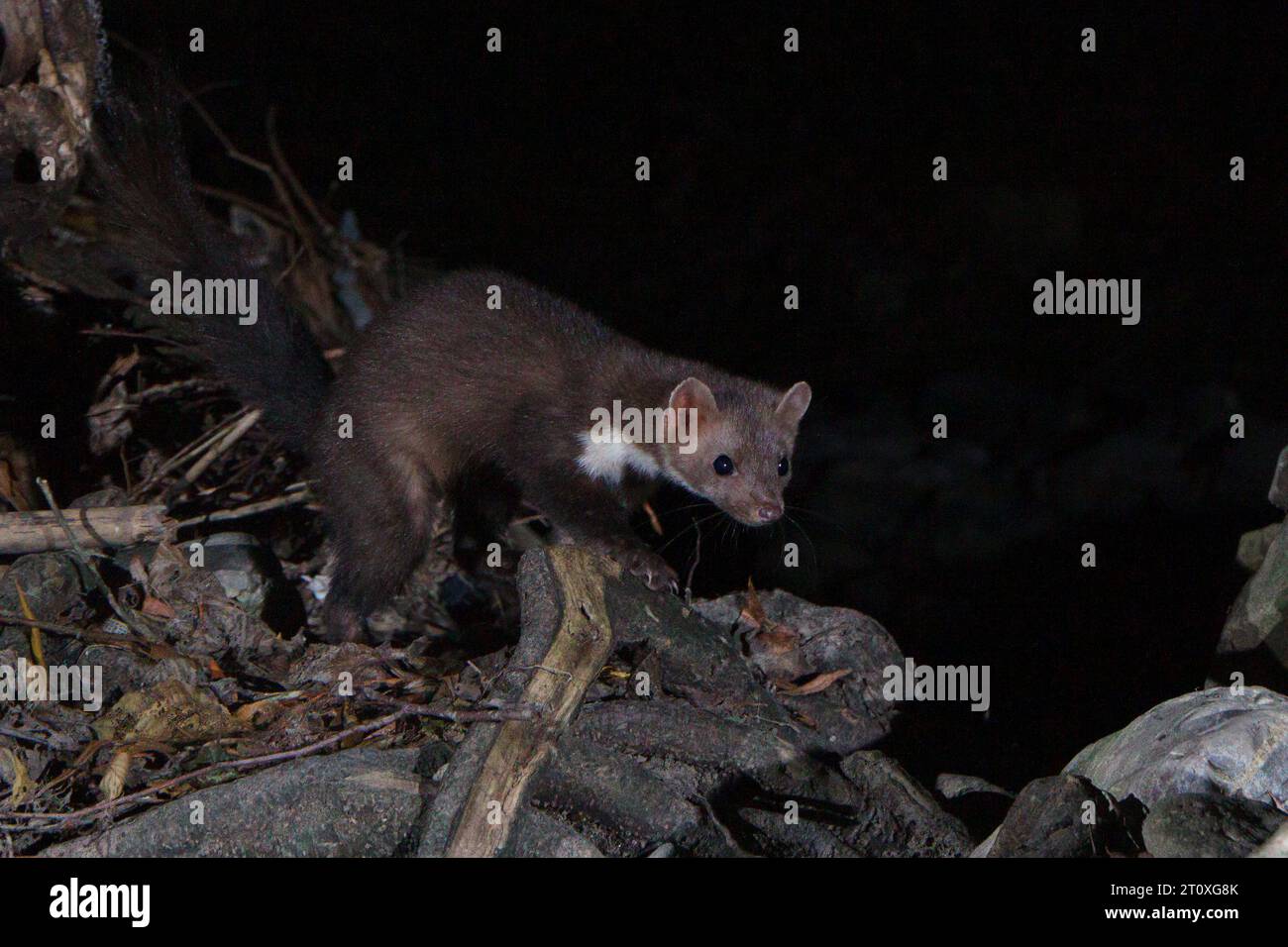 Beech Marten (Martes foina), adult walking on some roots, Campania, Italy Stock Photo