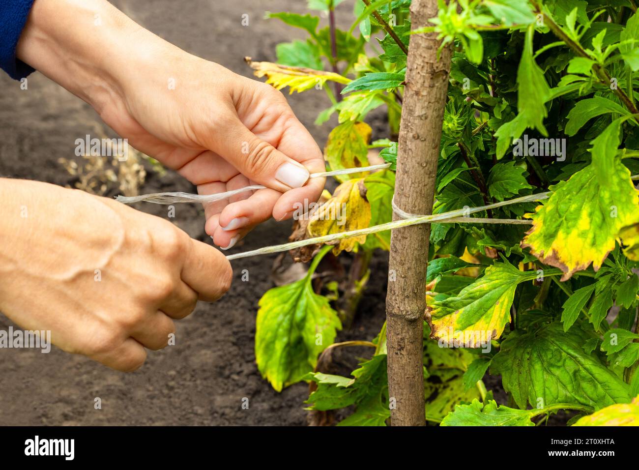 woman tying a rope to a plant in a greenhouse. garden plant care Stock ...