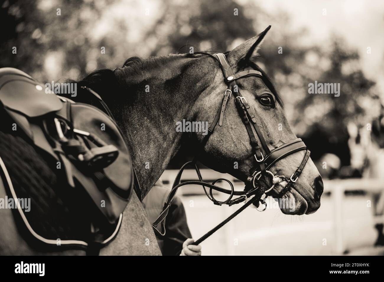 The monochrome portrait of a horse weared with a bridle and saddle, yet