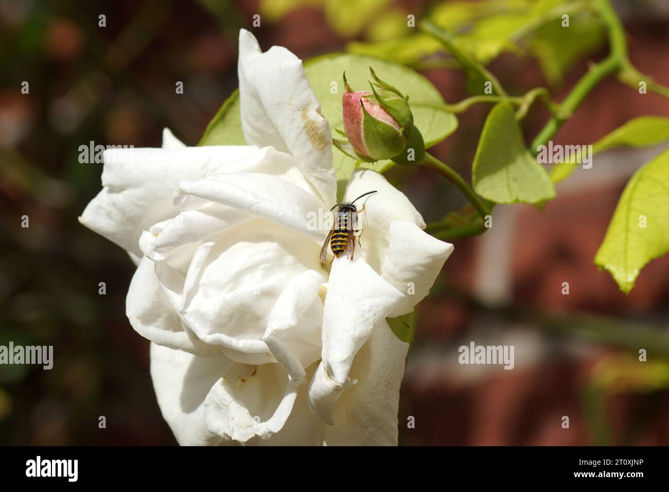 Close up of a common wasp (Vespula vulgaris), family Vespidae on a white pink flower of a climbing rose (Rosa New Dawn) in autumn. Dutch garden, Oct. Stock Photo