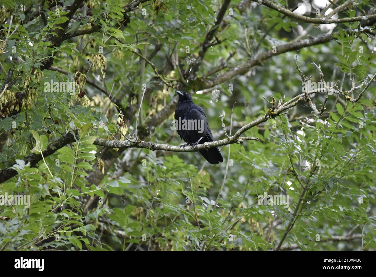 Carrion Crow (Corvus corone) Perched High in a Tree on a Branch, Facing Camera, Looking Skywards, taken in mid-Wales, UK at Dusk in October Stock Photo