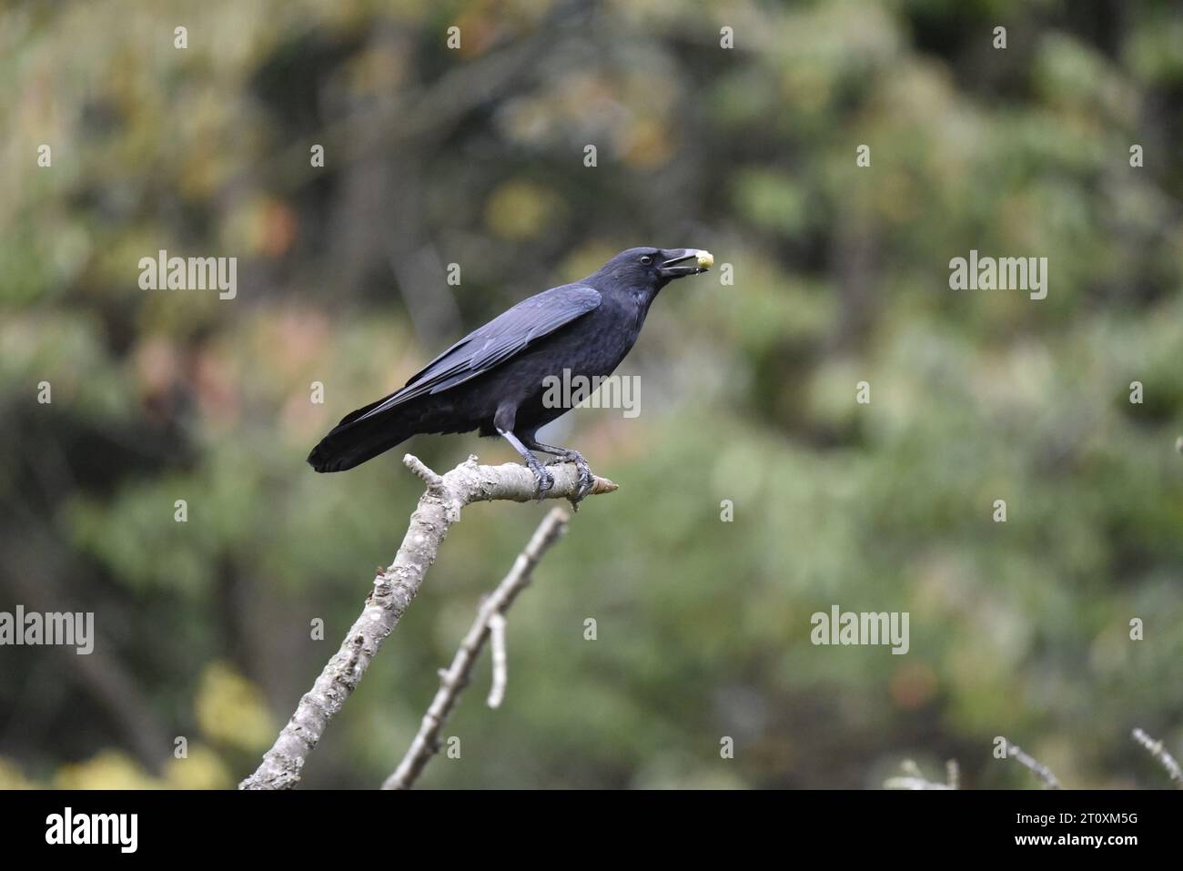 Centre Foreground Image of a Carrion Crow (Corvus corone) Perched on a Twig in Right-Profile with an Acorn Between Its Beak, taken in mid-Wales, UK Stock Photo