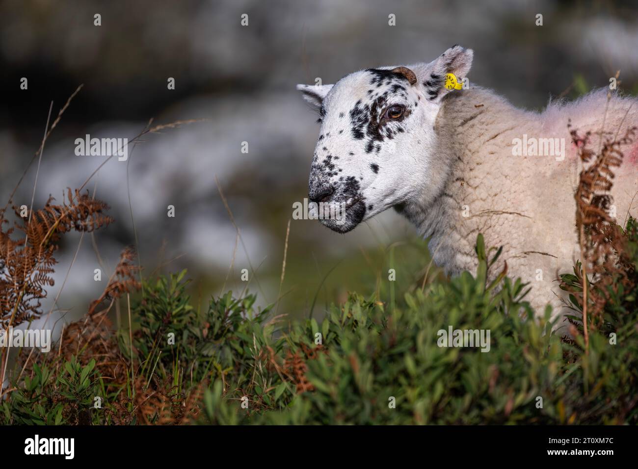 Domestic sheep Ovis aries grazing on vegetation on the Island of Mull, Sctoland, UK Stock Photo