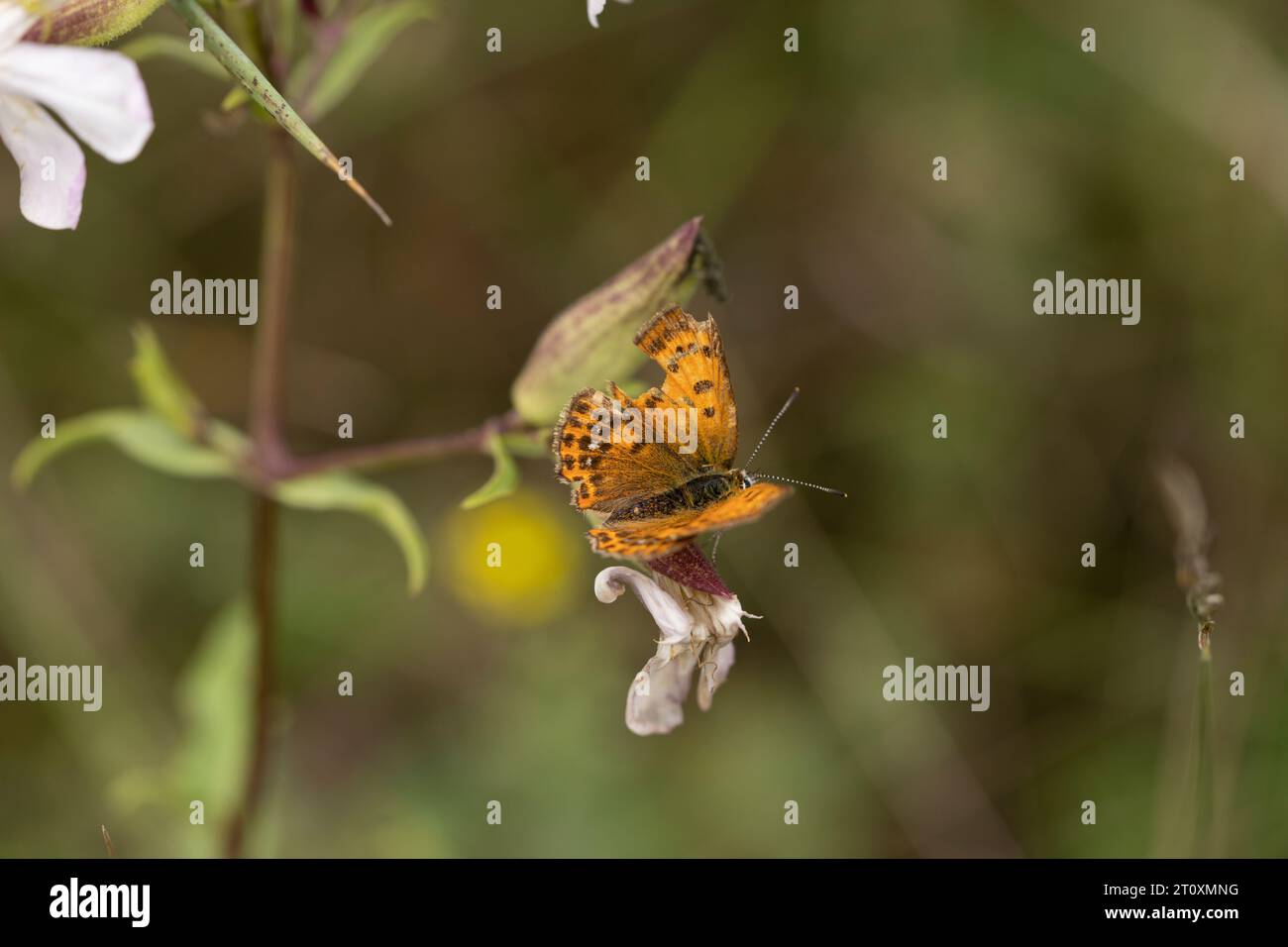 Čiobrelinis auksinukas Lycaena alciphron Family Lycaenidae Genus Lycaena Purple-shot copper butterfly with damaged wings wild nature insect wallpaper, Stock Photo