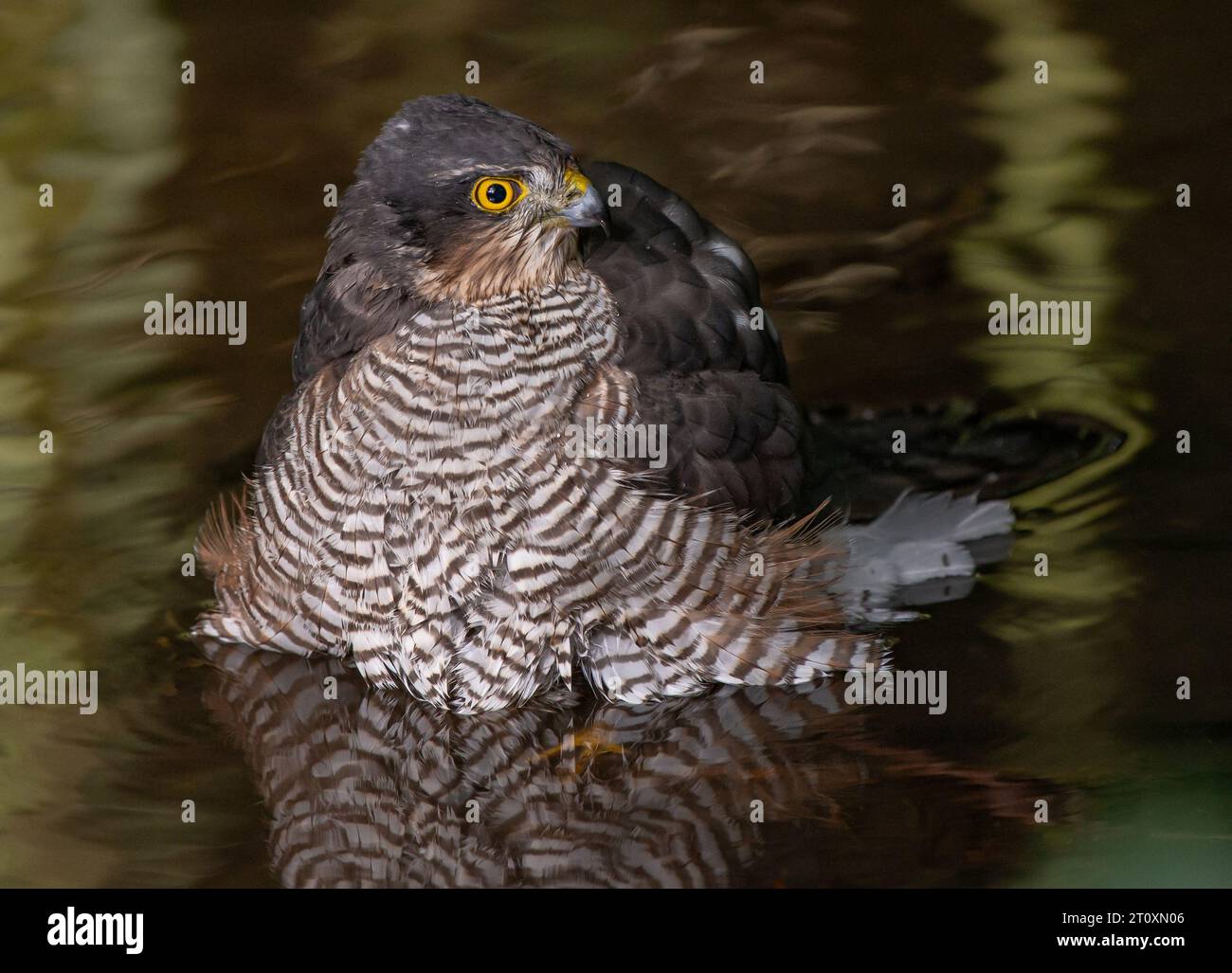 Paris, France. 08th Oct, 2023. An Eurasian Sparrowhawk (Accipiter nisus) ( Epervier d'Europe ) is seen taking a bath in a stream in the Bois de Vincennes in Paris, France on October 8, 2023. This nice bird of prey is oftently seen in the French capitale. Photo by Christophe Geyres/ABACAPRESS.COM Credit: Abaca Press/Alamy Live News Stock Photo