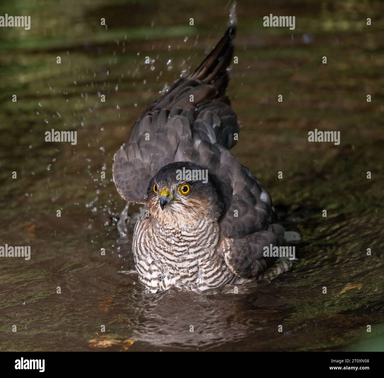 Paris, France. 08th Oct, 2023. An Eurasian Sparrowhawk (Accipiter nisus) ( Epervier d'Europe ) is seen taking a bath in a stream in the Bois de Vincennes in Paris, France on October 8, 2023. This nice bird of prey is oftently seen in the French capitale. Photo by Christophe Geyres/ABACAPRESS.COM Credit: Abaca Press/Alamy Live News Stock Photo