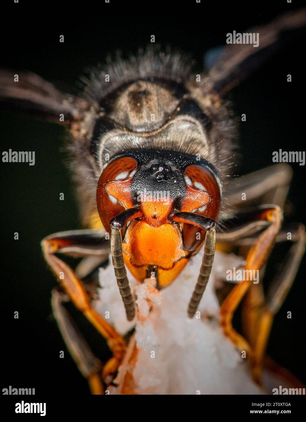 Paris, France. 08th Oct, 2023. Close up on an Asian hornet ( Frelon Asiatique, Vespa Velutina ) in the Bois de Vincennes in Paris, France on October 8, 2023. Photo by Christophe Geyres/ABACAPRESS.COM Credit: Abaca Press/Alamy Live News Stock Photo