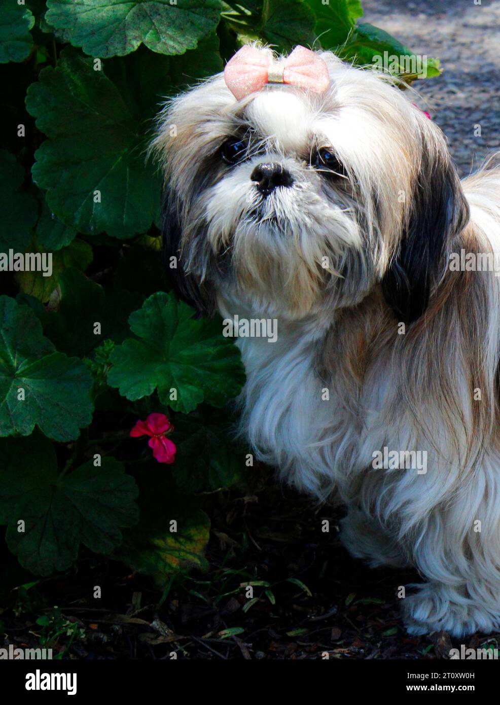 Cute shih tzu breed dog Stock Photo