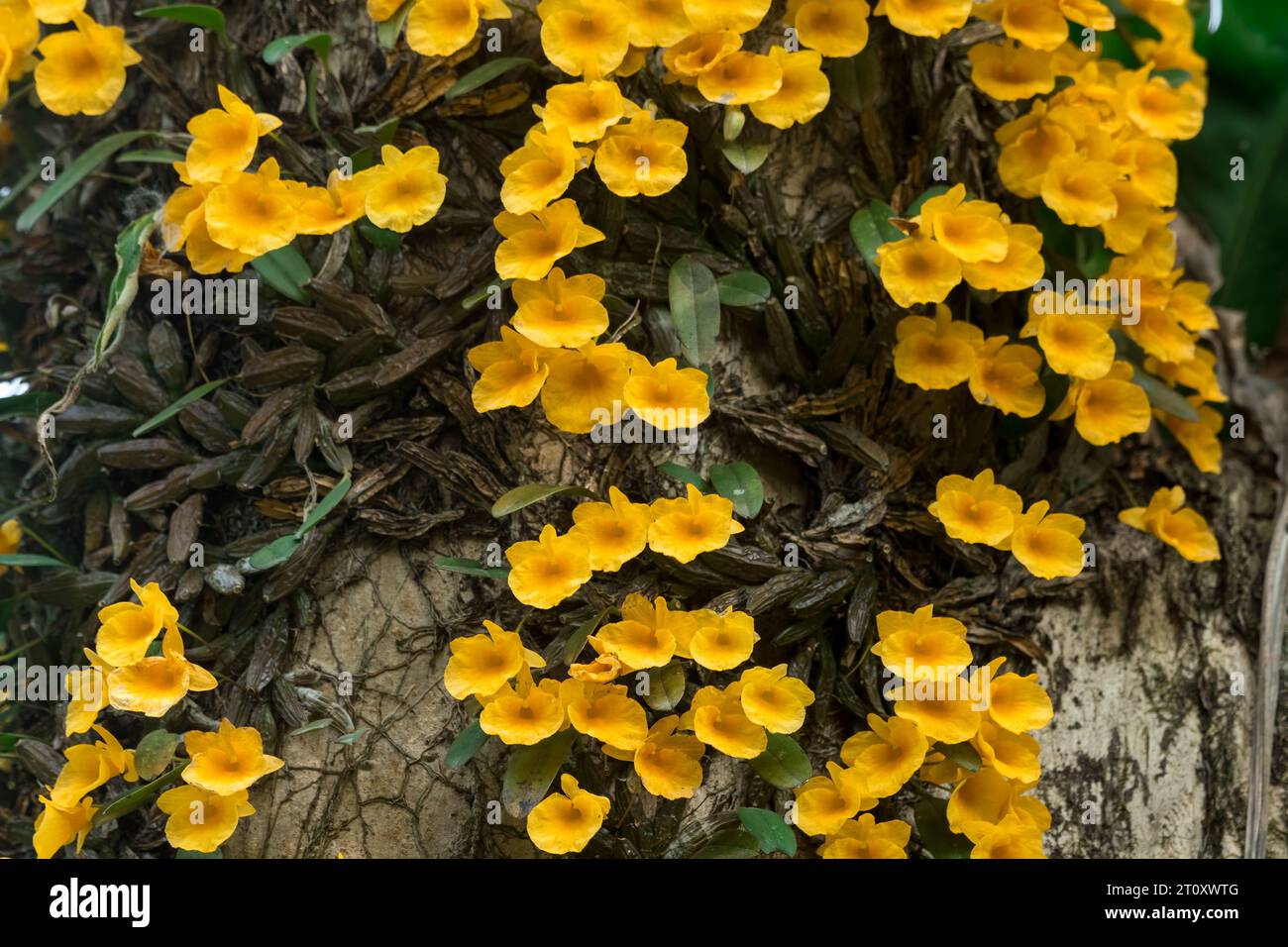 Horizontal image of Jenkin's dendrobium flowering in the wild Stock Photo