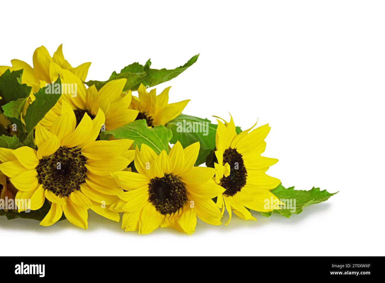 Sunflowers isolated on white background with copy space Stock Photo - Alamy