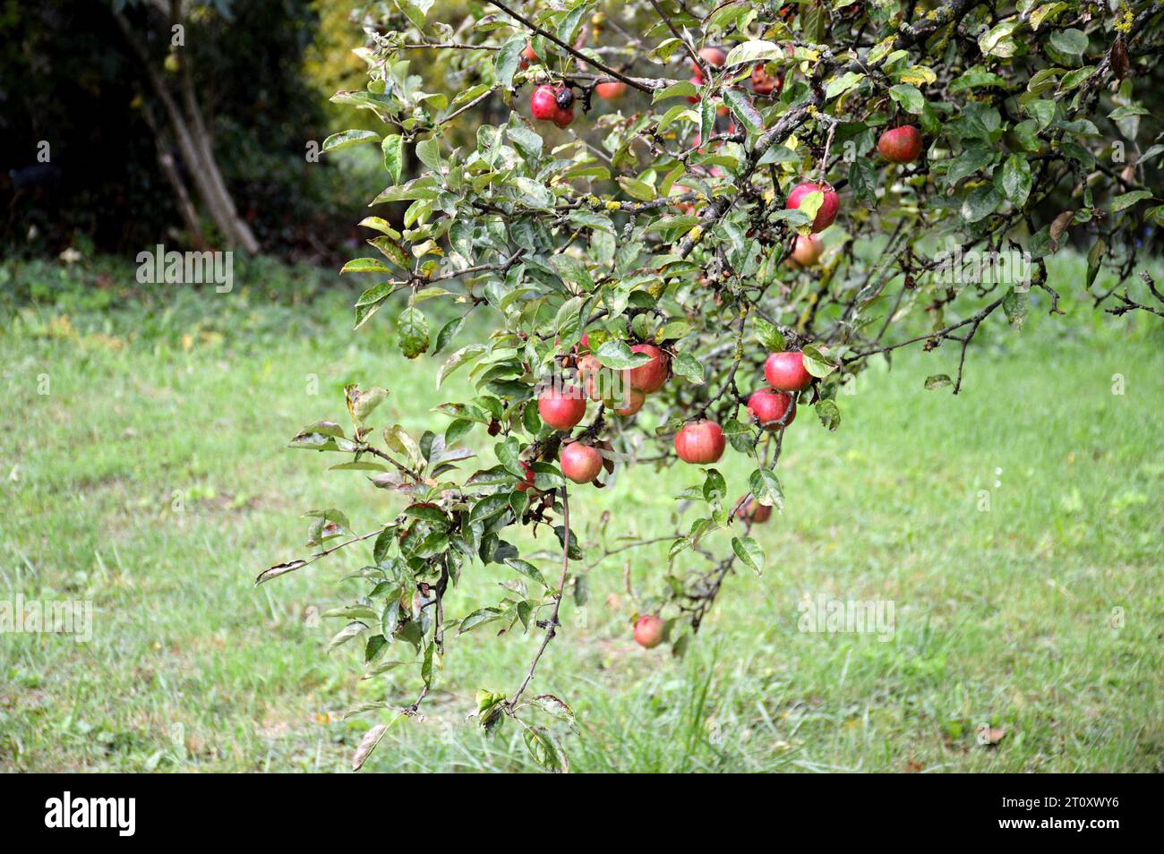 Hanging tree branch hi-res stock photography and images - Alamy