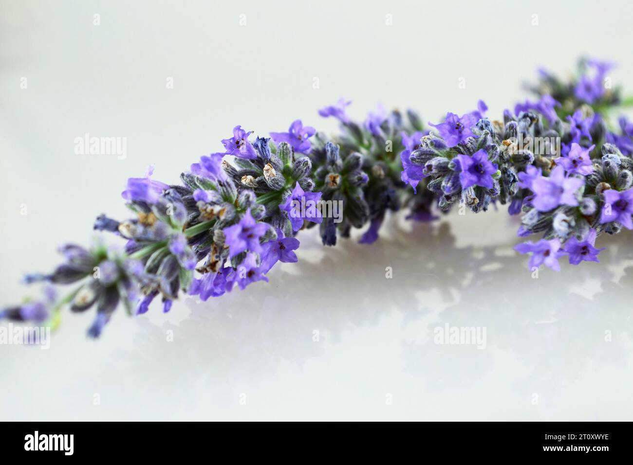 Fresh lavender flowers sprig close up Stock Photo