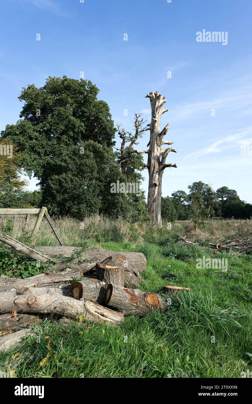 Dead tree at blickling hall, norfolk Stock Photo Alamy