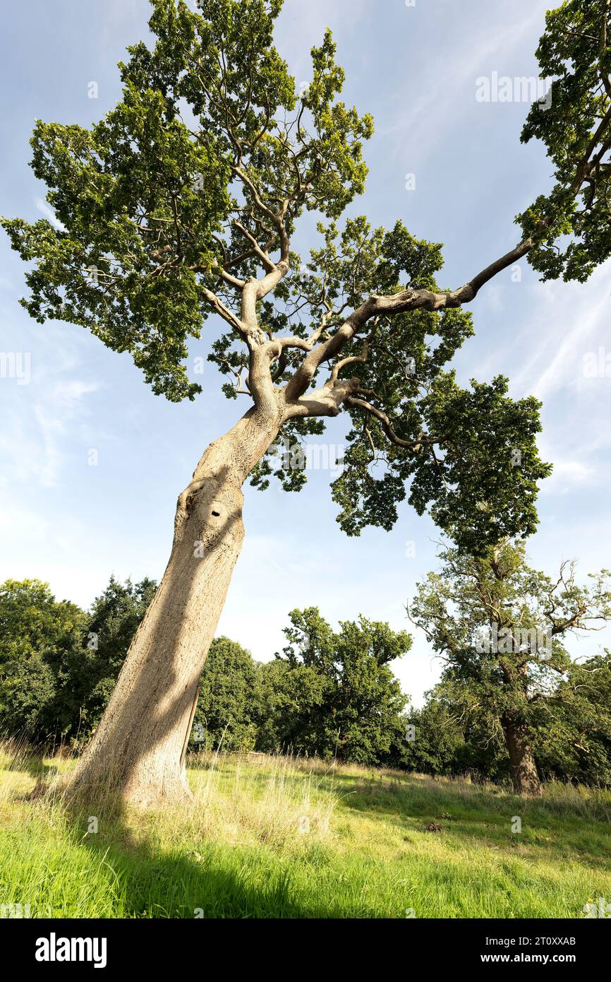 A beautiful tree in the grounds of blickling hall Stock Photo Alamy