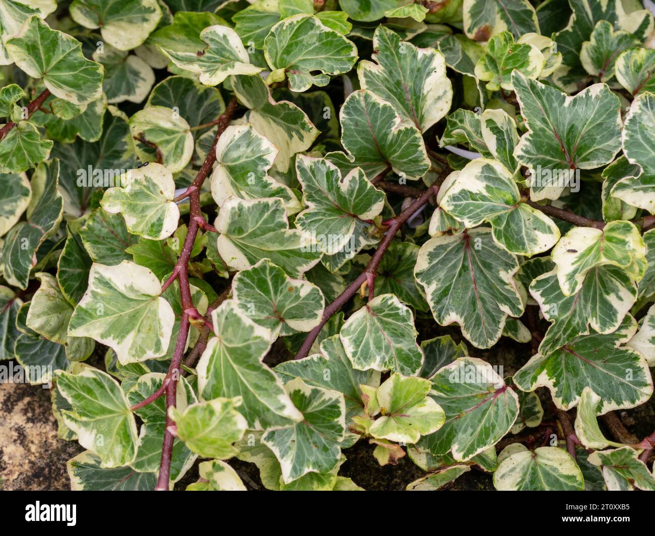 Variegated green leaves of ivy, variety Seabreeze Stock Photo