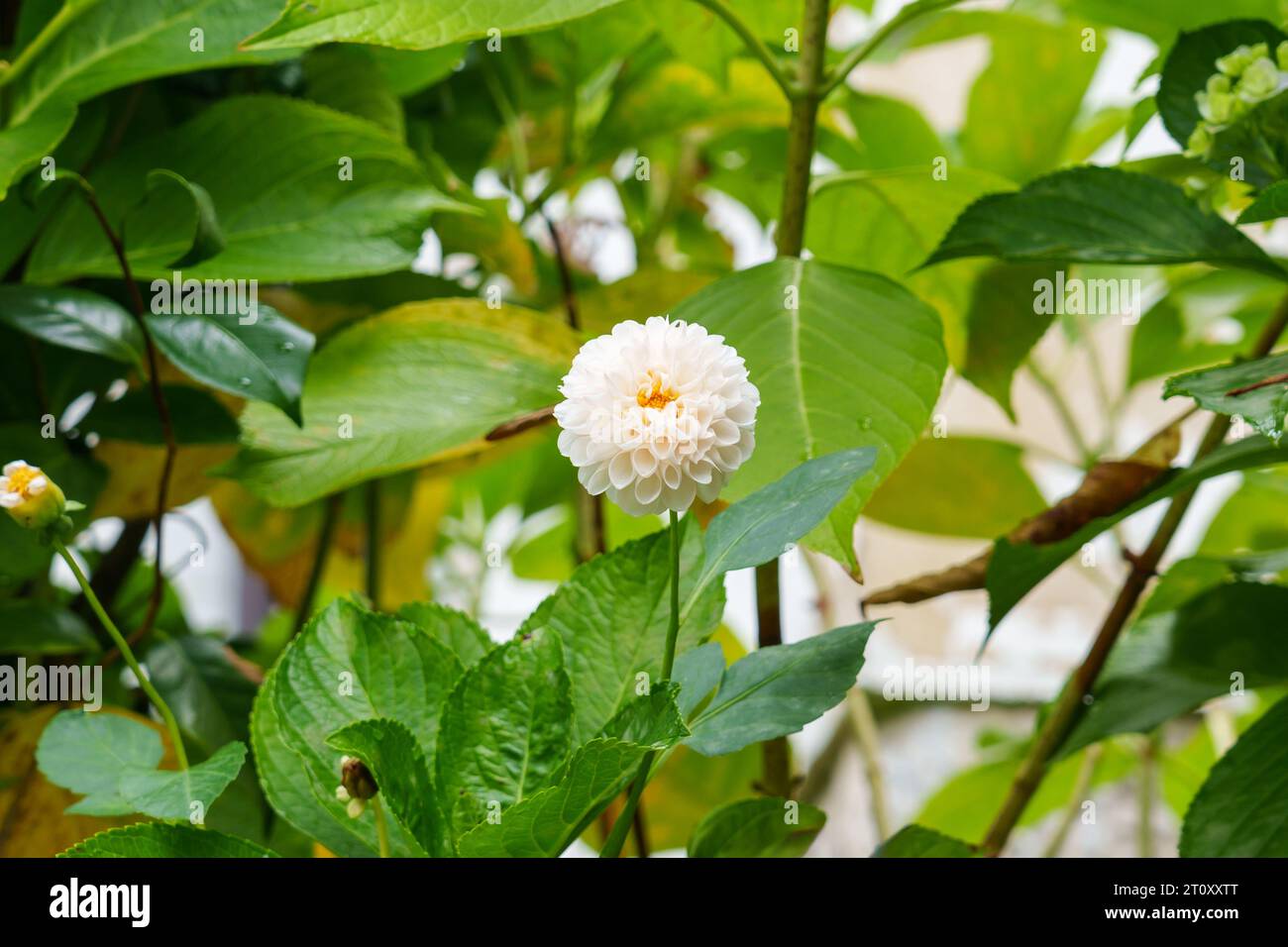 White dahlia flower in farm plantation with green leaves close up Stock Photo