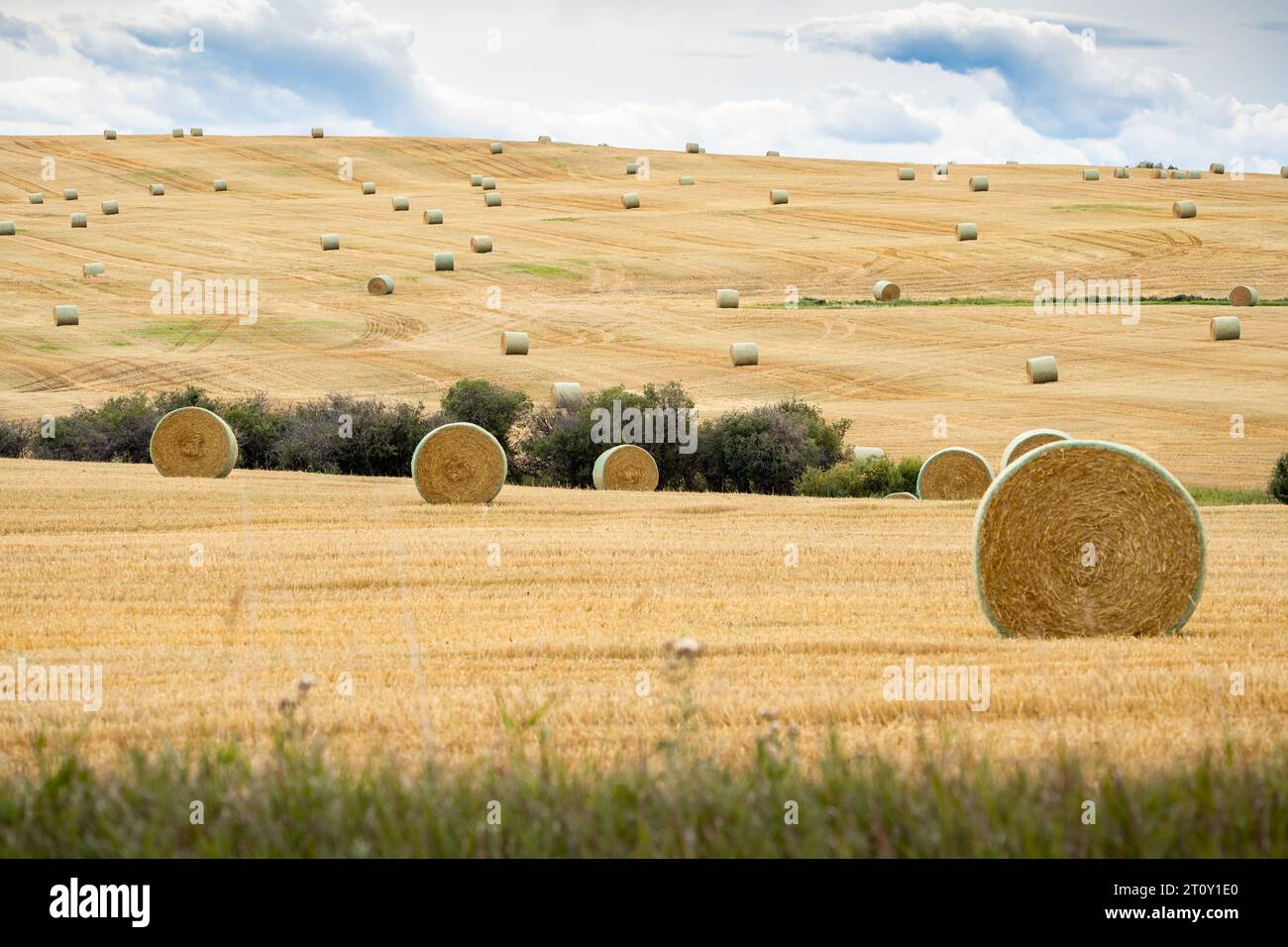 Round Hay bales on the open prairies after fall harvest in Rocky View County Alberta Canada. Stock Photo