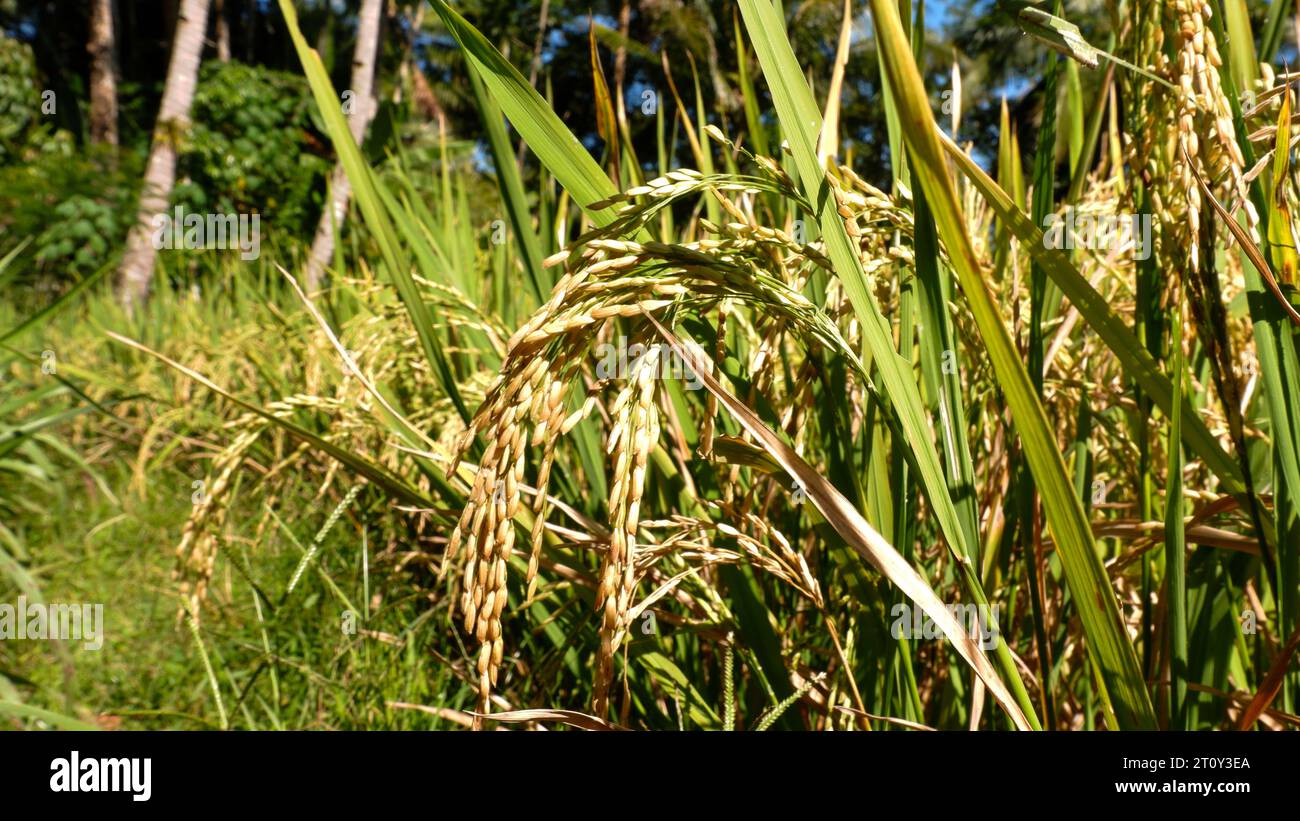 Natural farming environment hi-res stock photography and images - Alamy