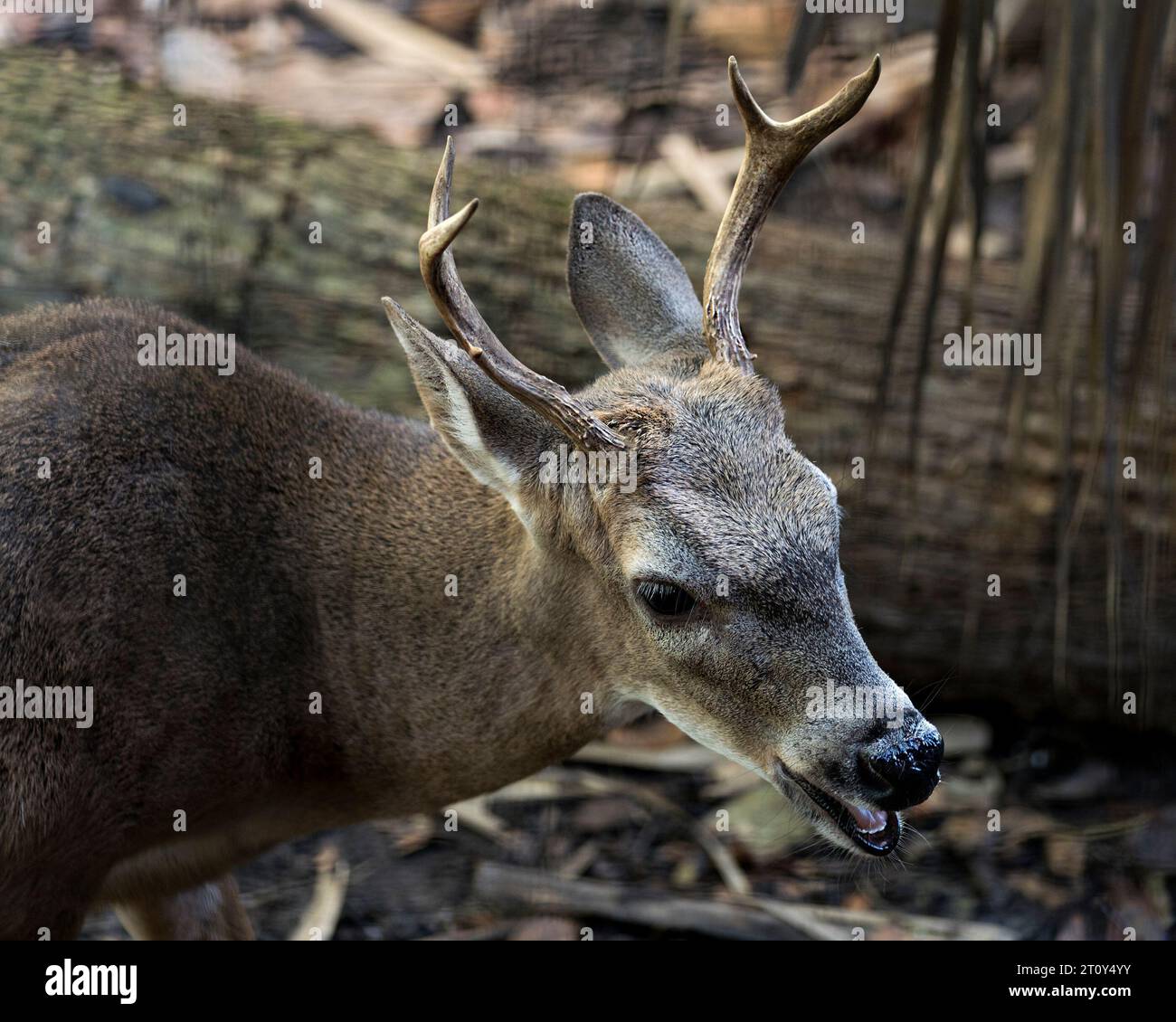 Deer Florida Key Deer male close-up head shot view displaying head, antlers, ears, eyes, nose, with a blur background in its environment and habitat. Stock Photo