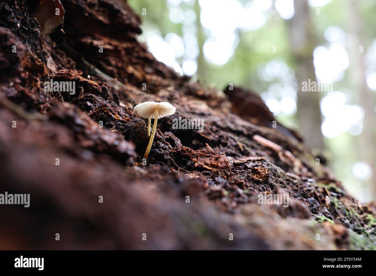 Looking up at a beautiful small lightly coloured fungi or mushroom sprouting up from a decaying fallen log in the Tasmanian wilderness and forest. Stock Photo