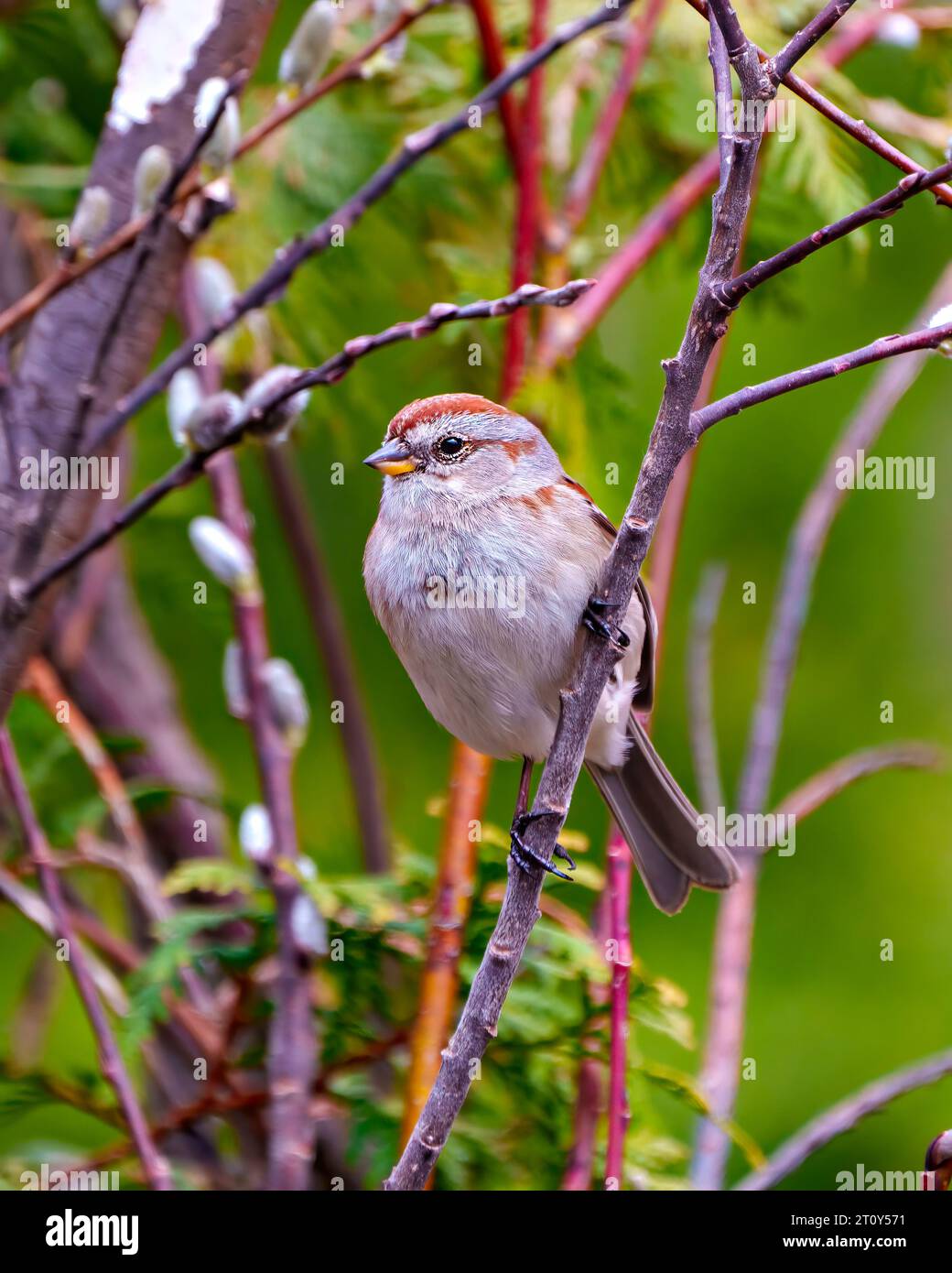 American Tree Sparrow close-up front view perched on a tree bud branch with a forest background in its environment and habitat. Sparrow Picture. Stock Photo