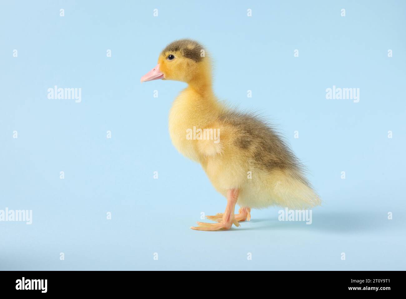 Baby Girl Duckies Light Blue Bubble main image 0