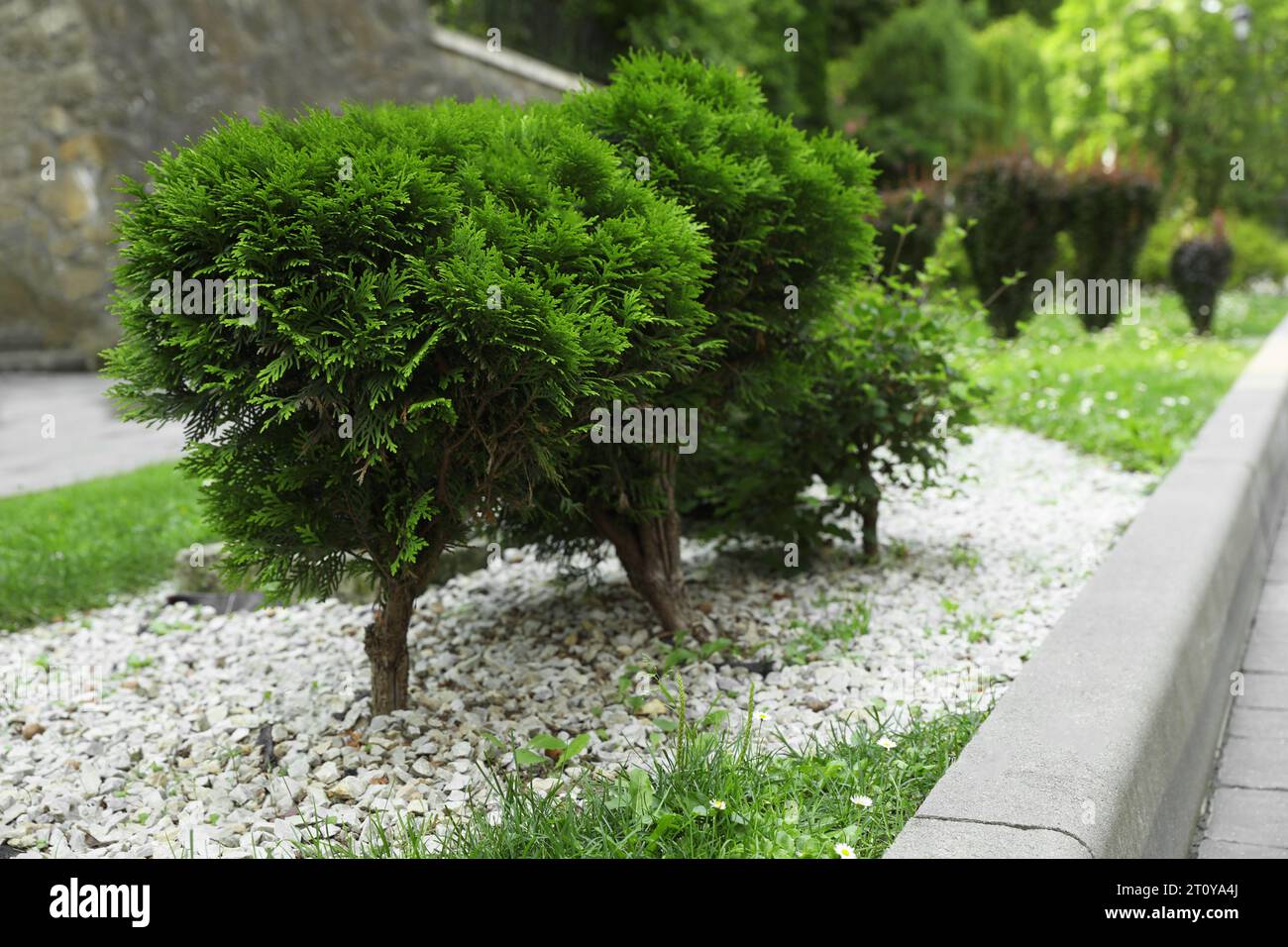 Beautiful thuja trees growing in park. Gardening and landscaping Stock Photo