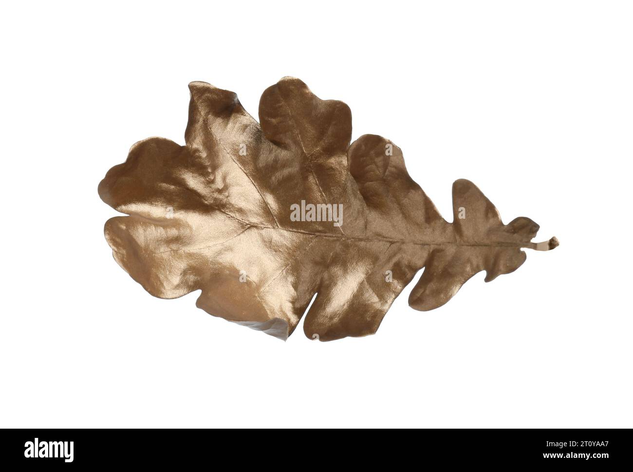 Golden oak leaf hi-res stock photography and images - Alamy