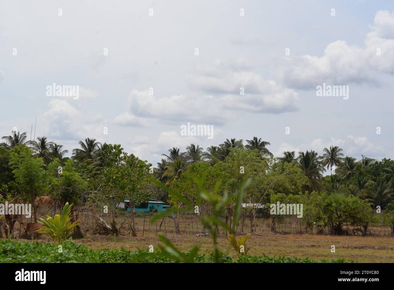 the coconut tree is very Hight. wind seasons Stock Photo