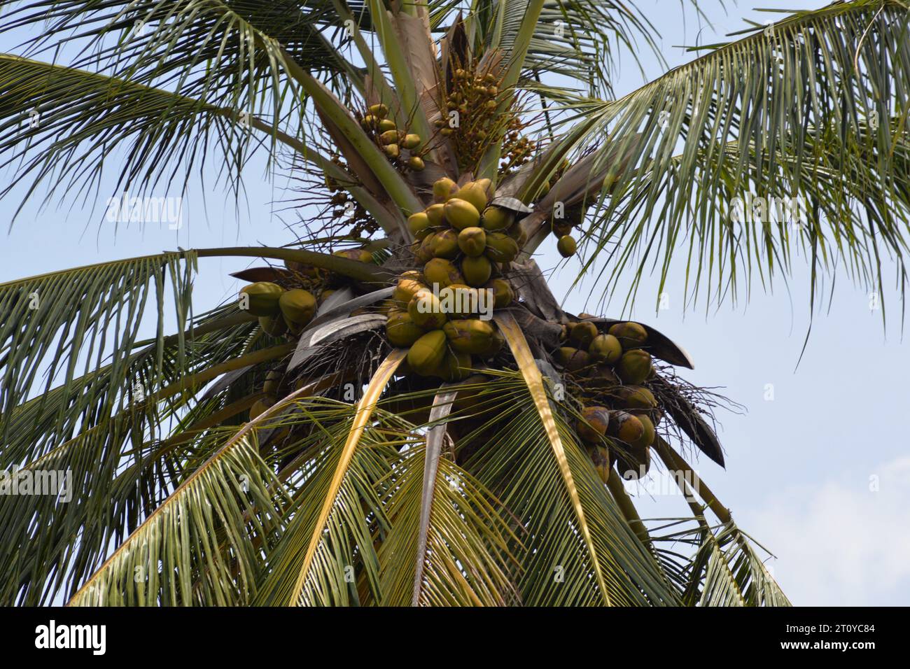 the coconut tree is very Hight. wind seasons Stock Photo