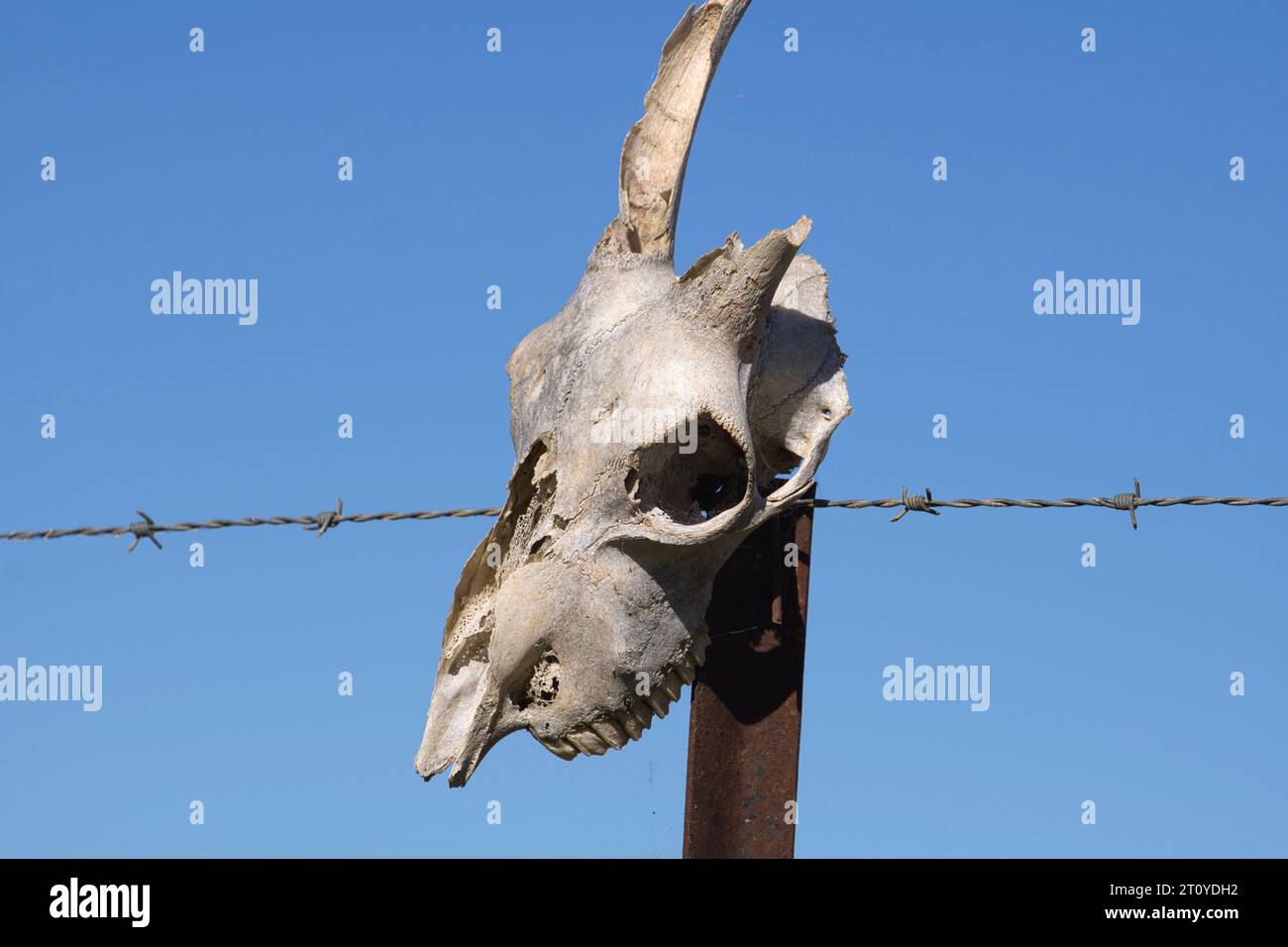 A Sun bleached white animal skull with a broken horn on a Farm fence post highlighted against a clear blue sky Stock Photo