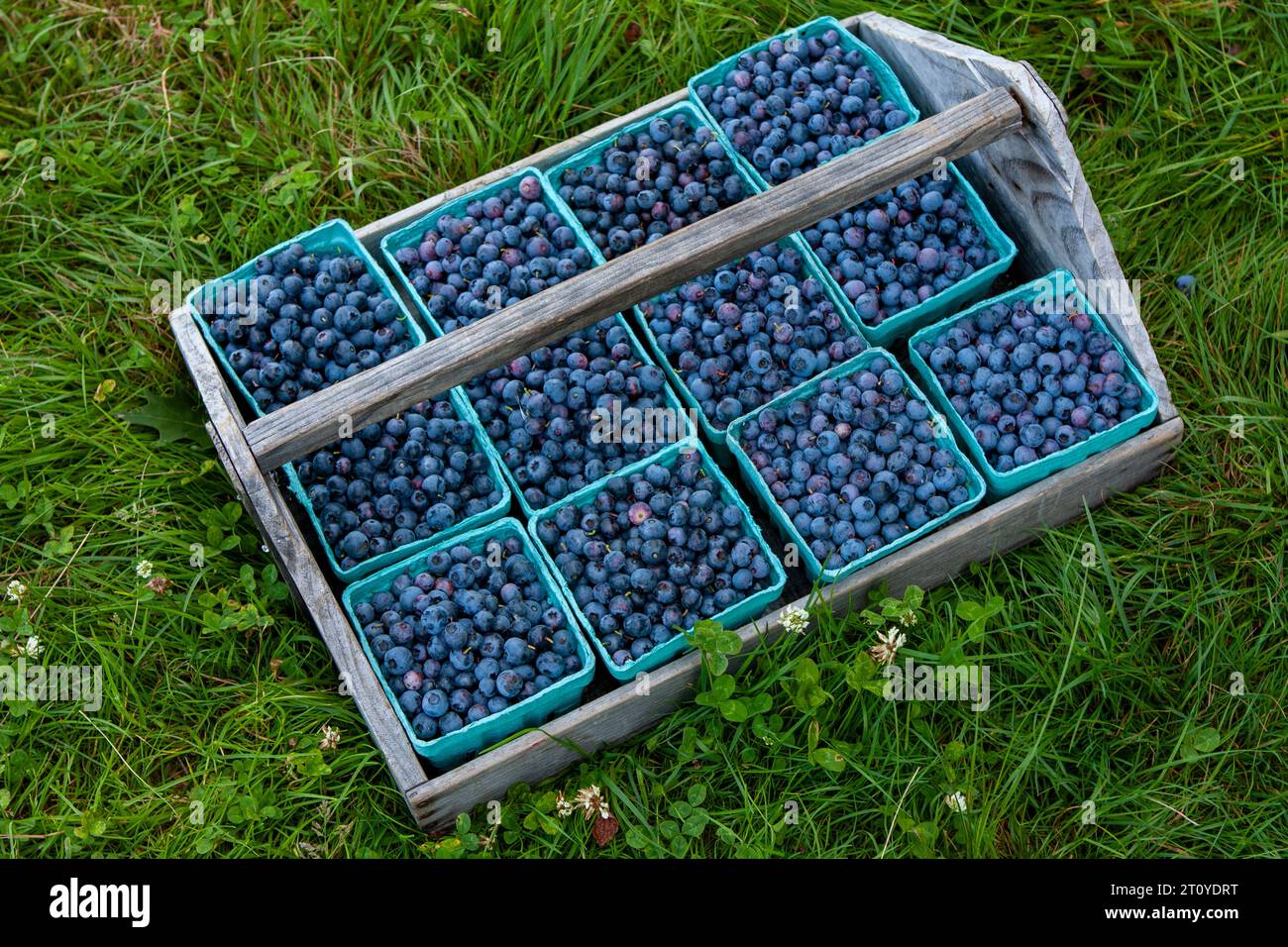 Blueberries just picked at a farm Stock Photo