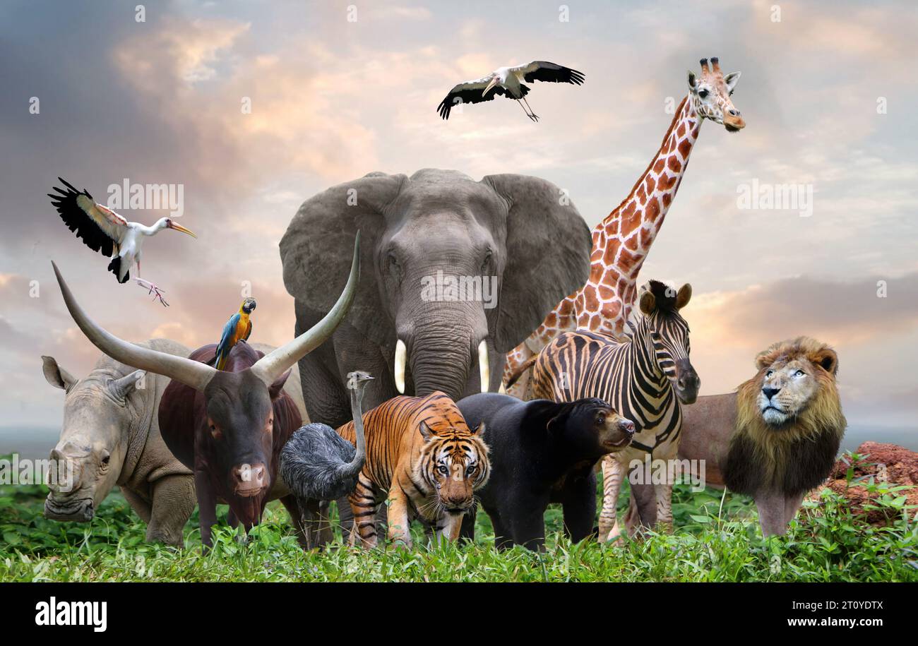 Group Of Wildlife Animals In The Jungle Together Stock Photo Alamy