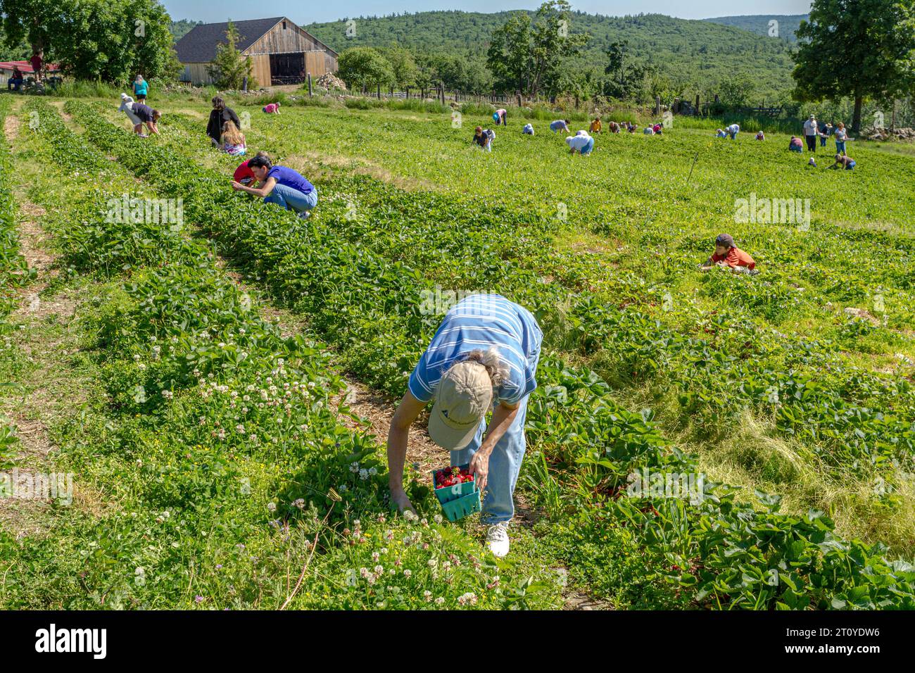 Woman picking strawberries in a farm garden Stock Photo