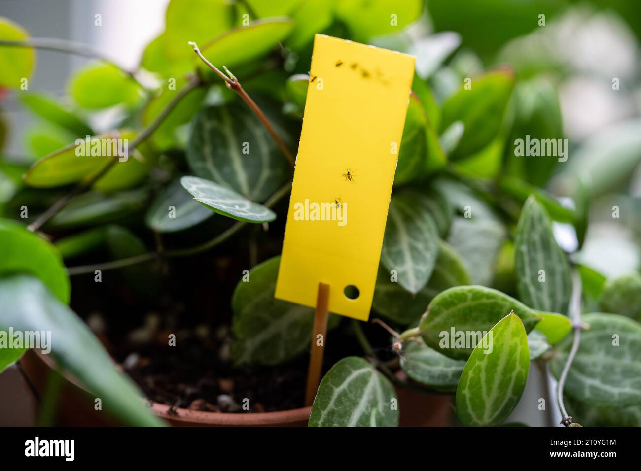 https://c8.alamy.com/comp/2T0YG1M/fungus-gnats-stuck-on-yellow-sticky-trap-flypaper-for-sciaridae-insect-pests-around-houseplant-2T0YG1M.jpg