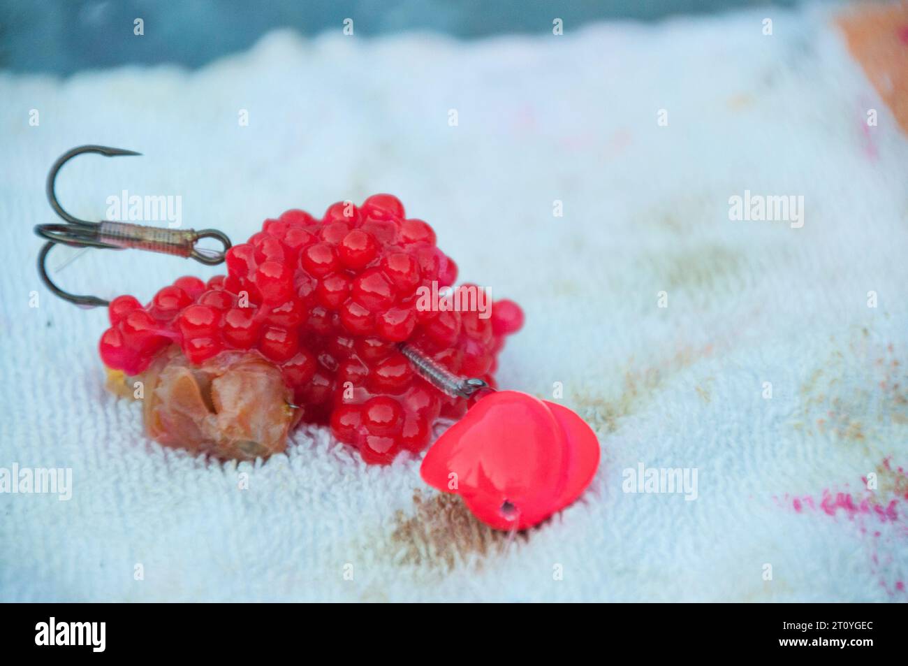 Salmon eggs hi-res stock photography and images - Alamy
