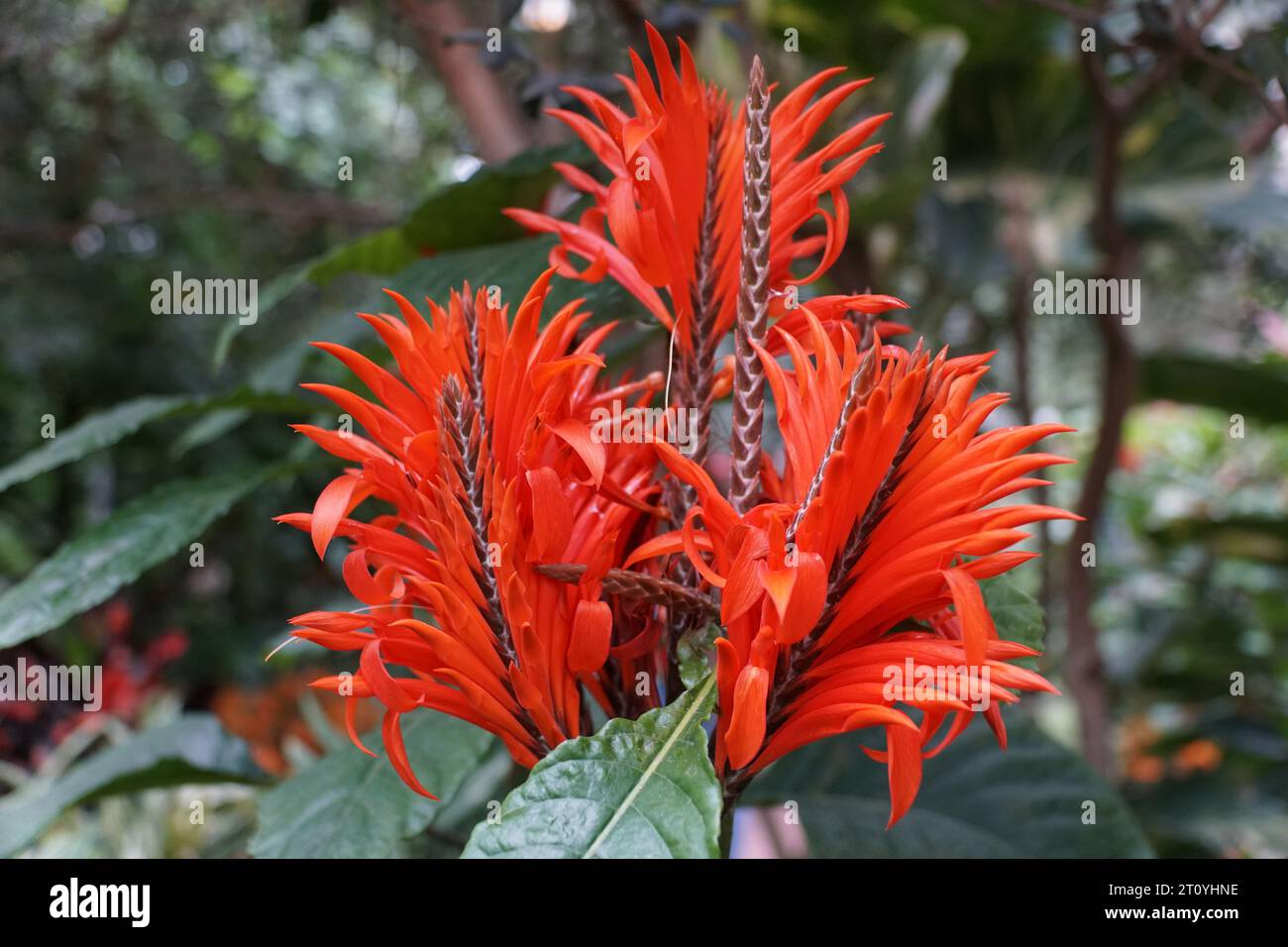 The bright red flowers of Scarlet Aphelandra, originally from Venezuela Stock Photo
